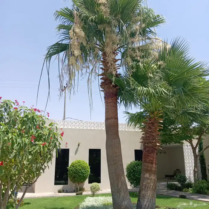 بذور نخيل واشنطونا 0