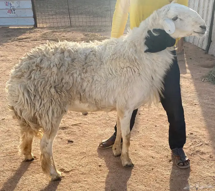 فحل حري مشروط 1