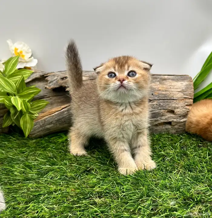 سكوتش فولد اورنج- انثى 5