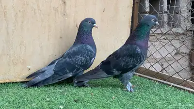حمام تركي 1