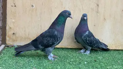 حمام تركي 4