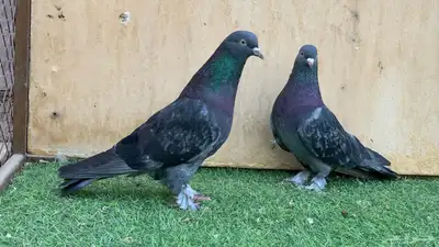 حمام تركي 3