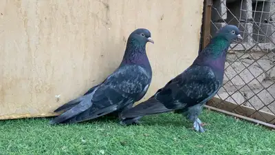 حمام تركي 0