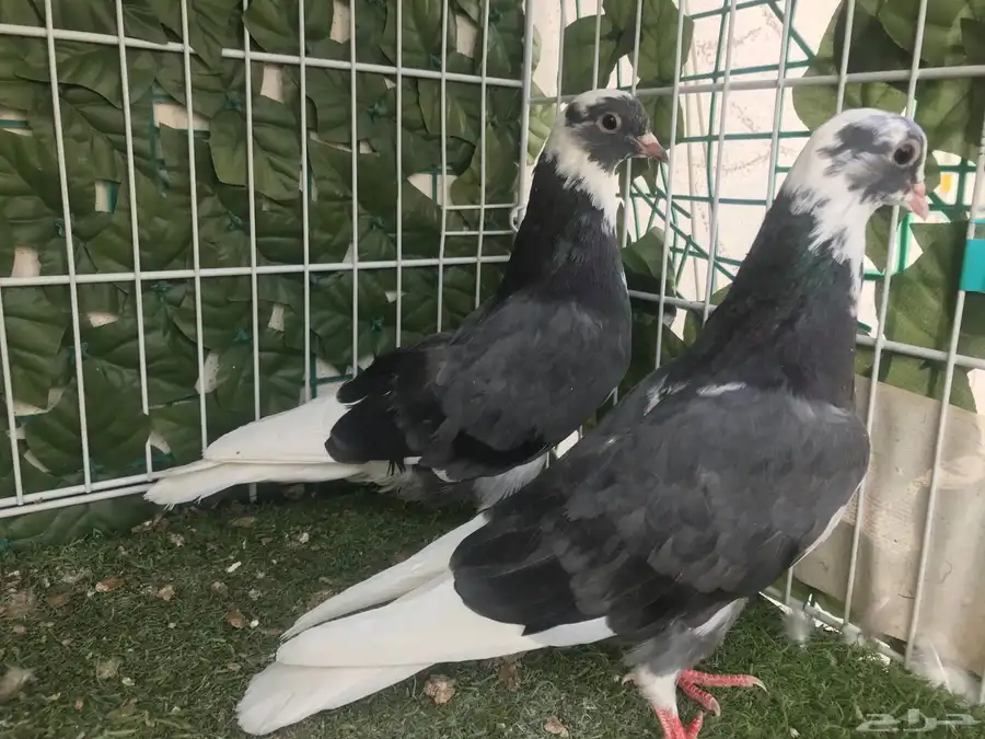 هجرس قديم نادر 5