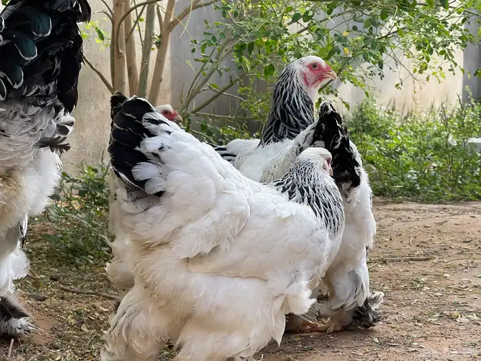 براهما 0