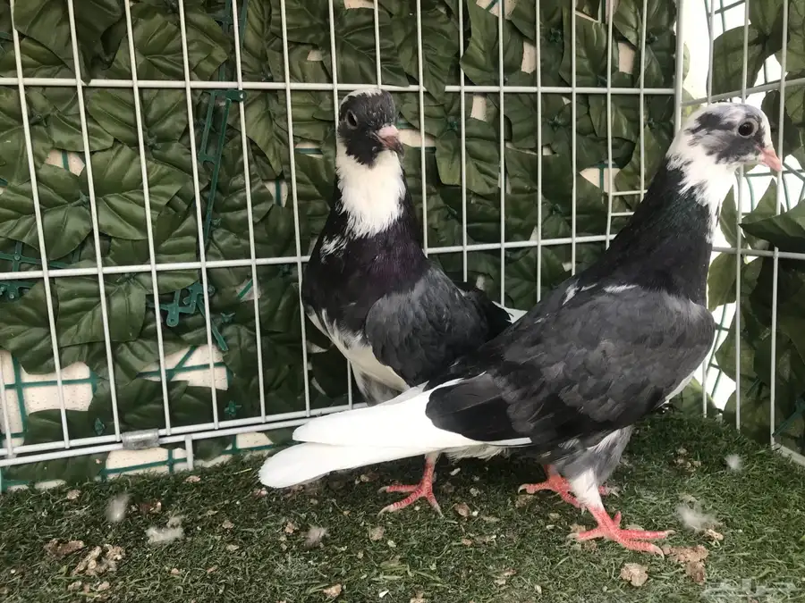 هجرس قديم نادر 3