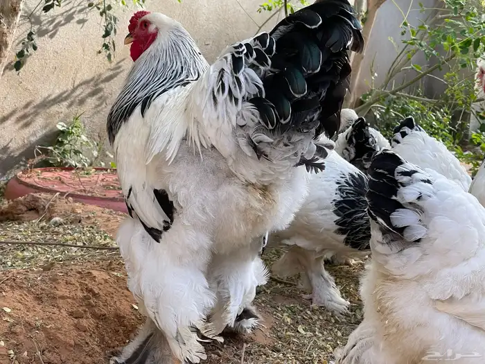 براهما 1