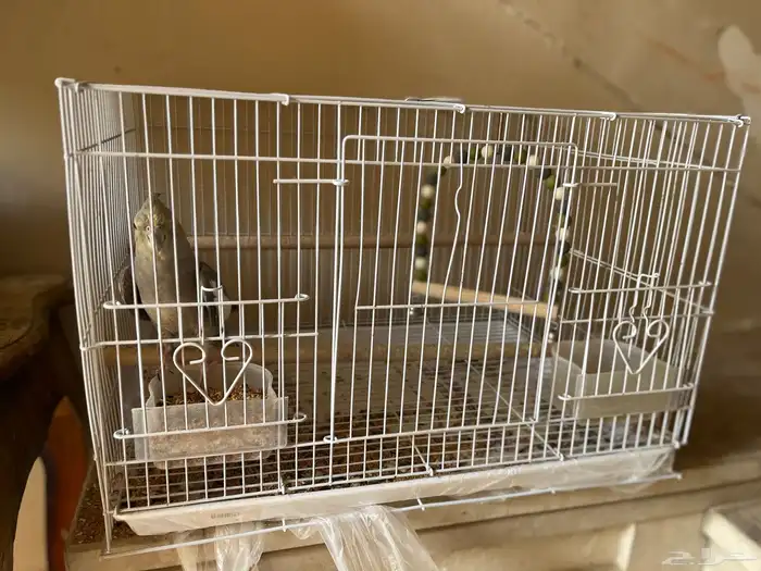 عصافير طيور حب وكروان 3