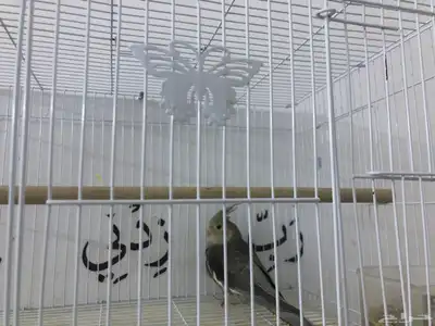 عصفور كروان 0