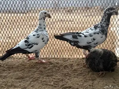 زوج هومر تايقر 0