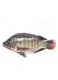 سمك بلطي 0