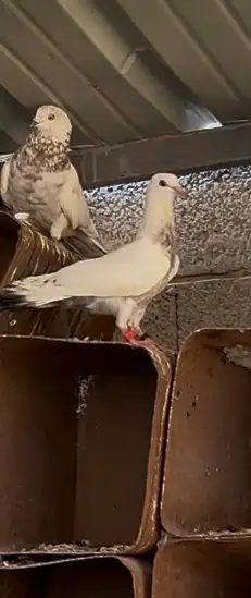طبه باكستاني 3