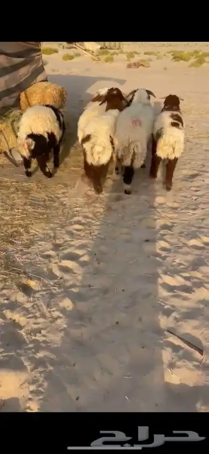 ذبايح نعيم وعرب 5