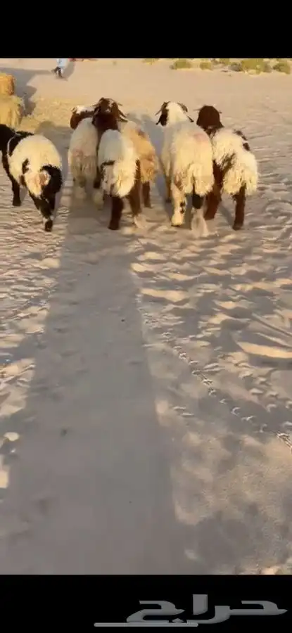 ذبايح نعيم وعرب 3