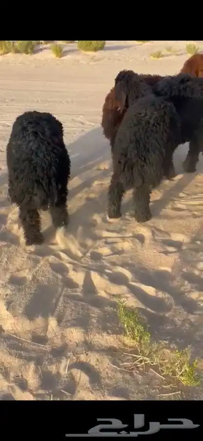 ذبايح نعيم وعرب 1