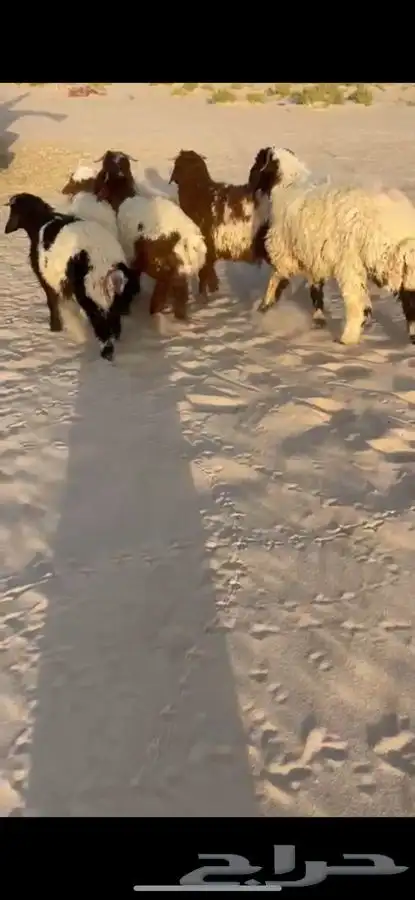 ذبايح نعيم وعرب 6