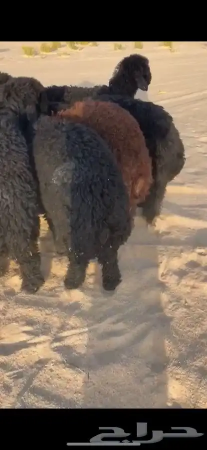 ذبايح نعيم وعرب 2