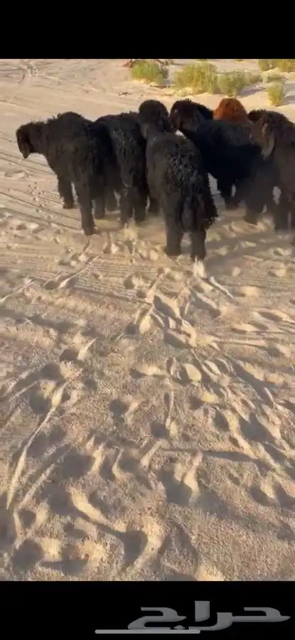 ذبايح نعيم وعرب 0