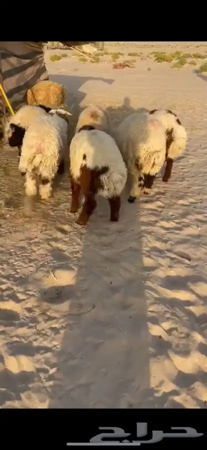 ذبايح نعيم وعرب 4