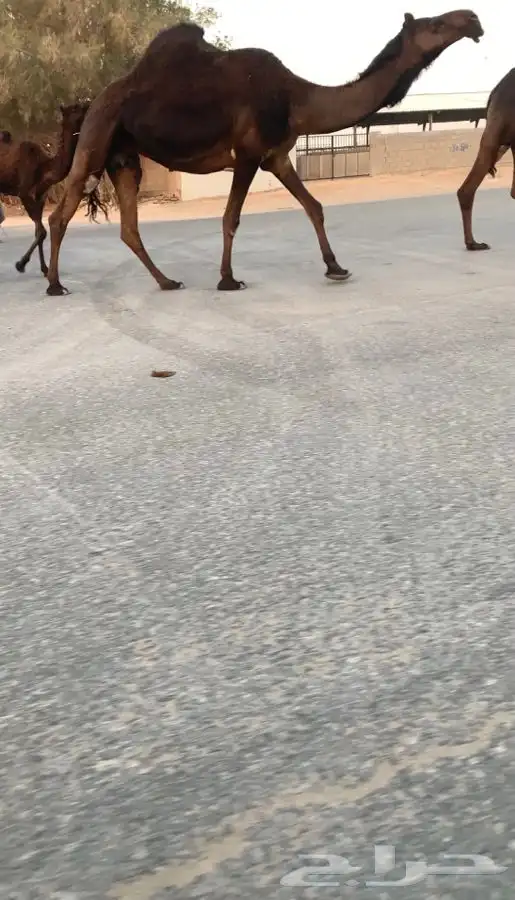 رباع لقحة للبيع 0
