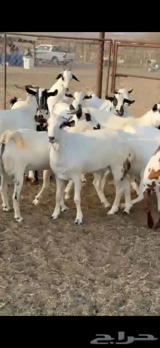 ذبايح مناسبات 1