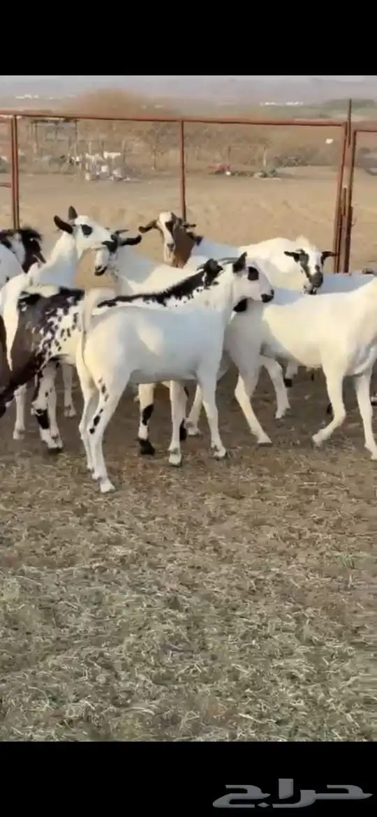 ذبايح مناسبات 0