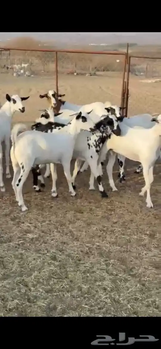ذبايح مناسبات 2