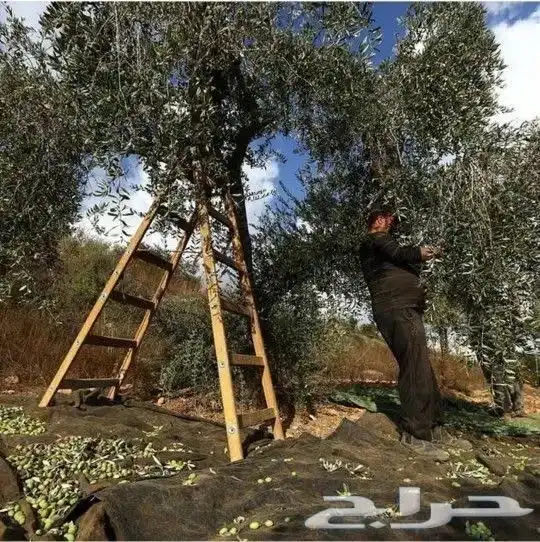 زيت زيتون الفلسطيني بعل عالأمطار شحن لجميع مناطق المملكه 14