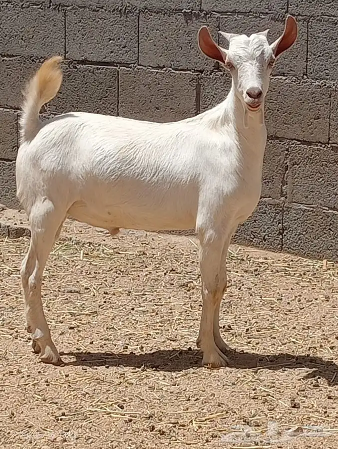 تيس لباني ذبايح 0