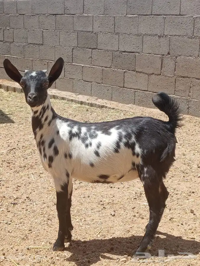 تيس لباني ذبايح 2