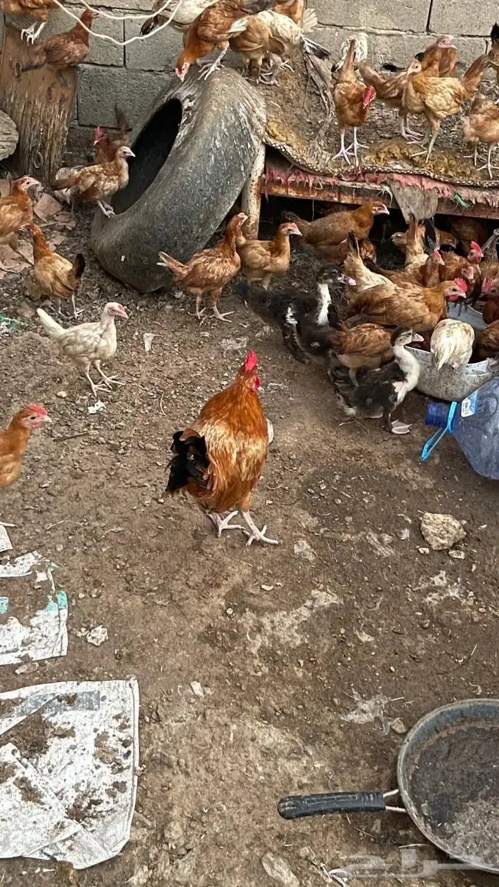 مراح دجاج 2