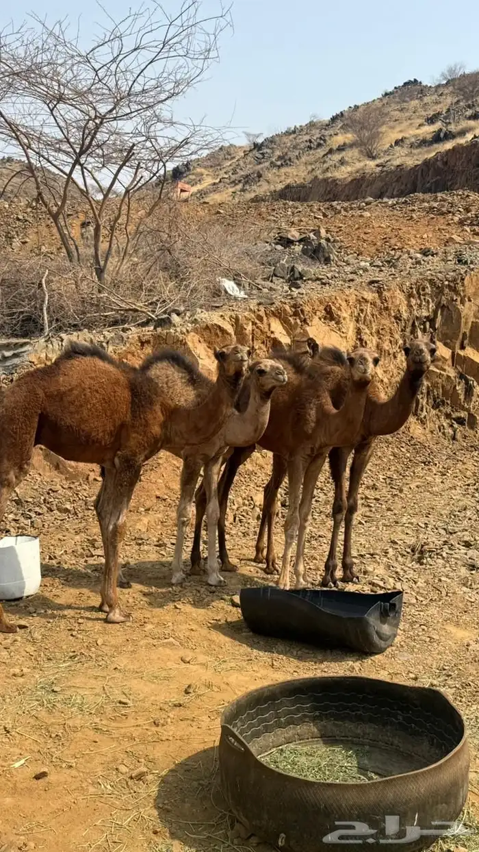 قعدان عدد 4 للبيع 1