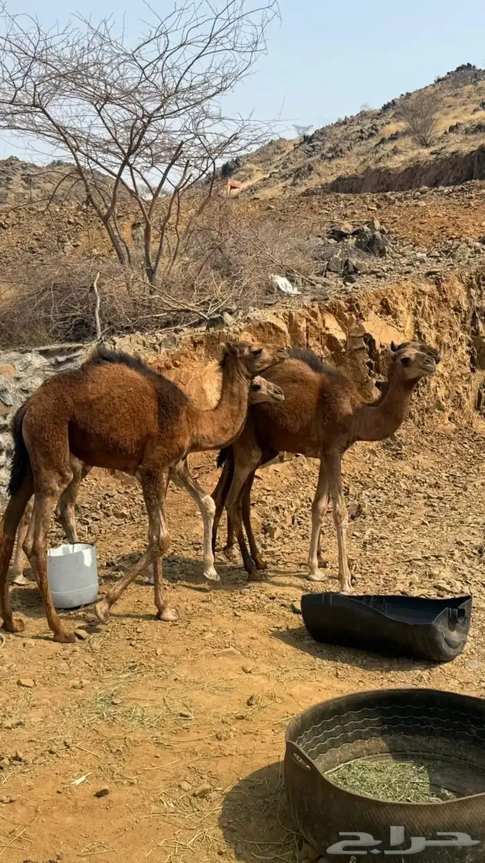 قعدان عدد 4 للبيع 0