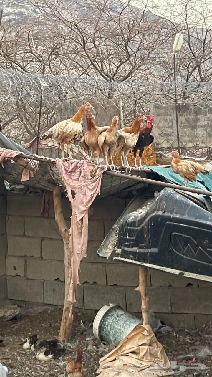 مراح دجاج 1