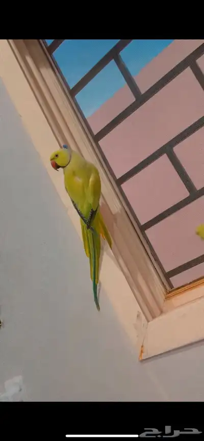 طير ضايع دره بالودي ضاع قبل شوي 0