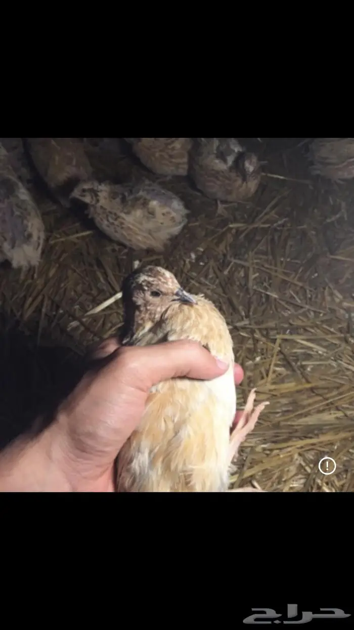 سمان عمر 40 يوم جاهز للذبح الجوز ب 5 ريال 0