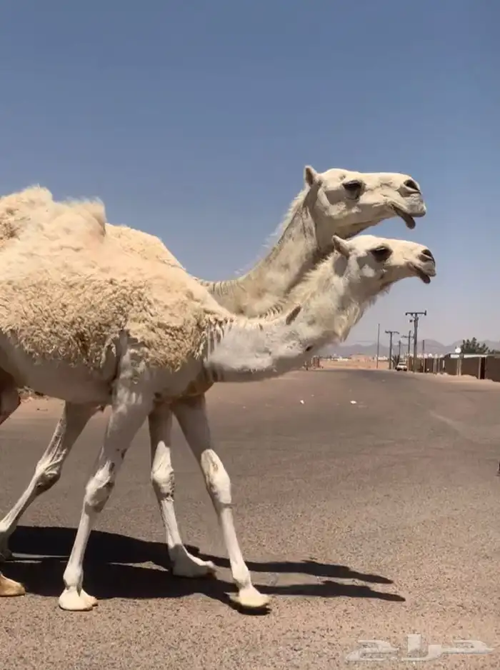 عشراء معها بكره تم البيع 10