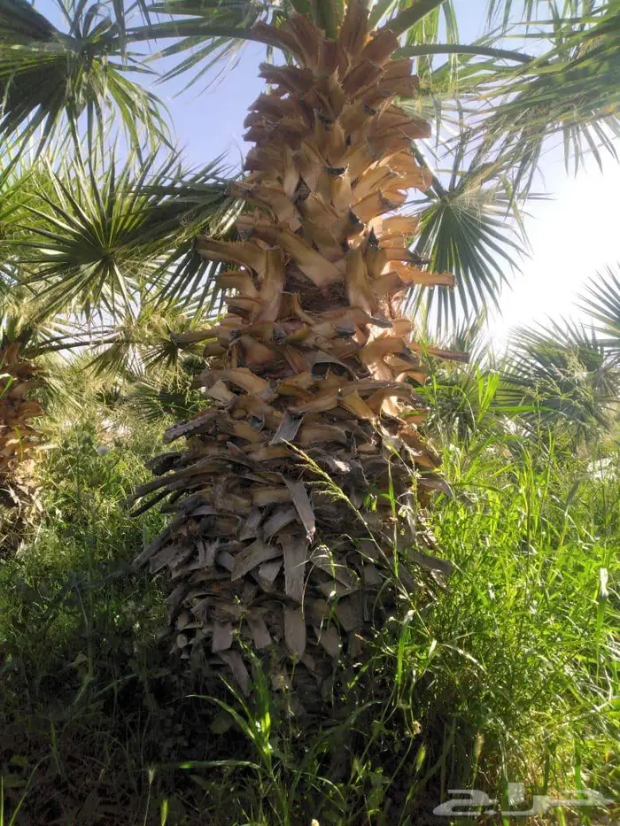 نخل واشنطني للبيع 1