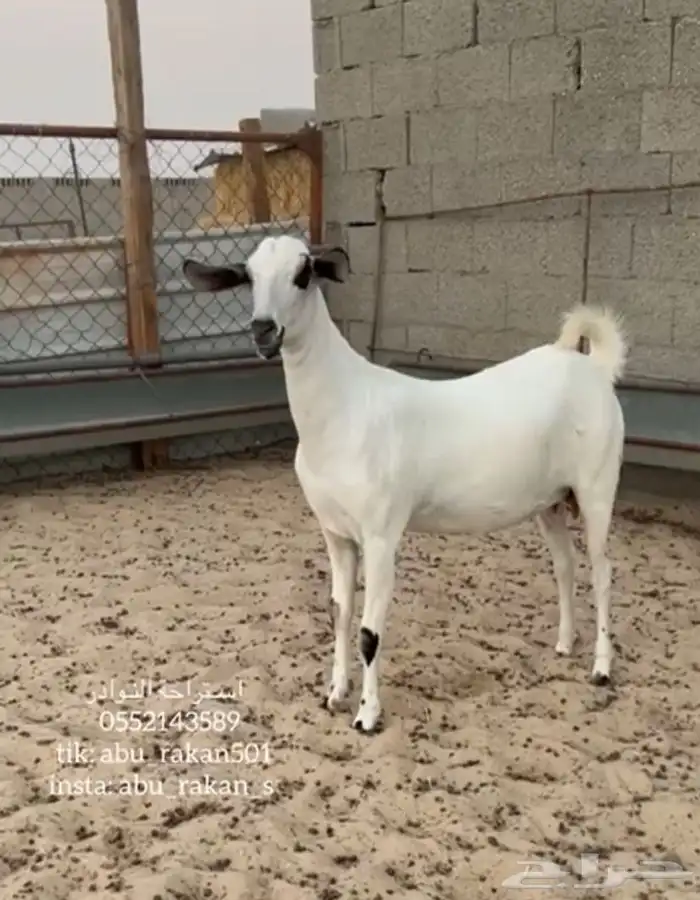 عنز بيشيه كحلا فاخره 2