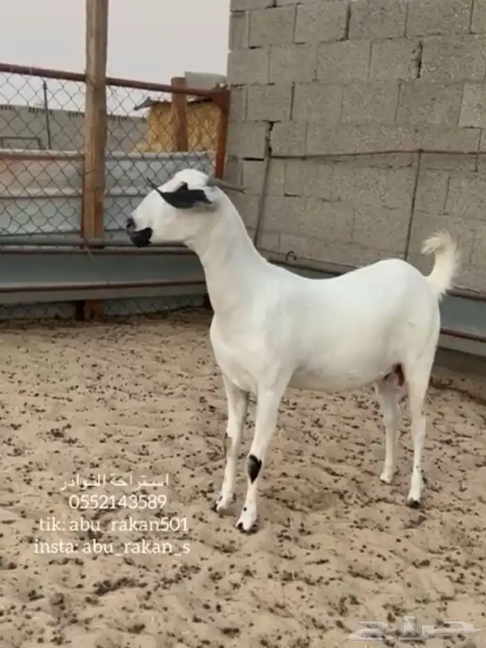 عنز بيشيه كحلا فاخره 1