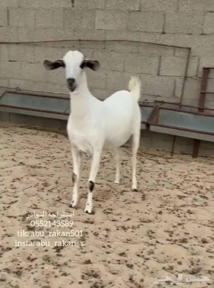 عنز بيشيه كحلا فاخره 0