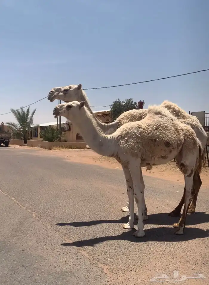 عشراء معها بكره تم البيع 3