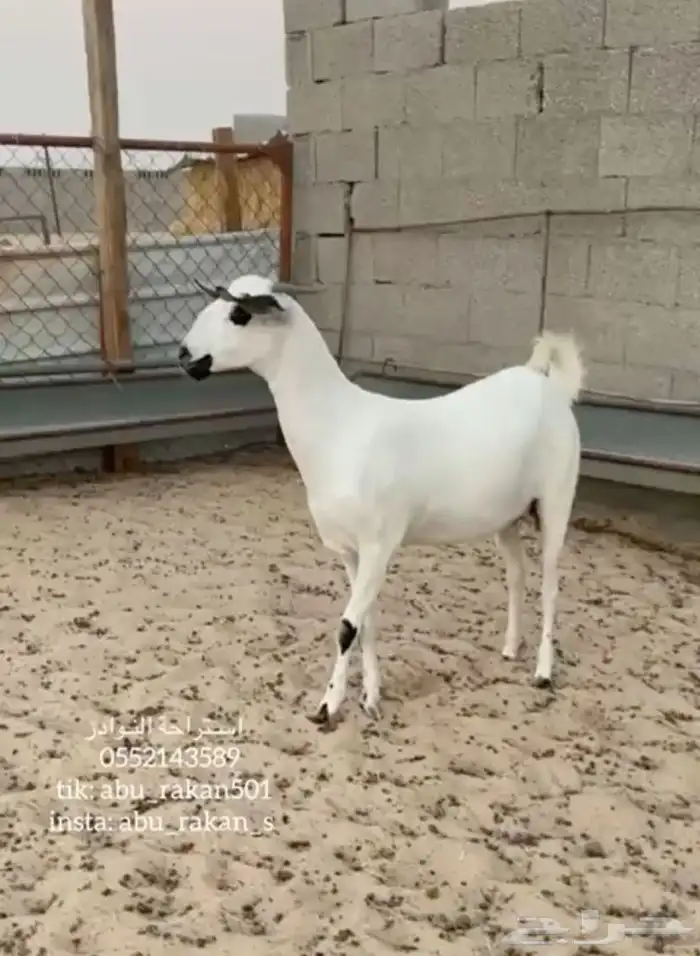 عنز بيشيه كحلا فاخره 3