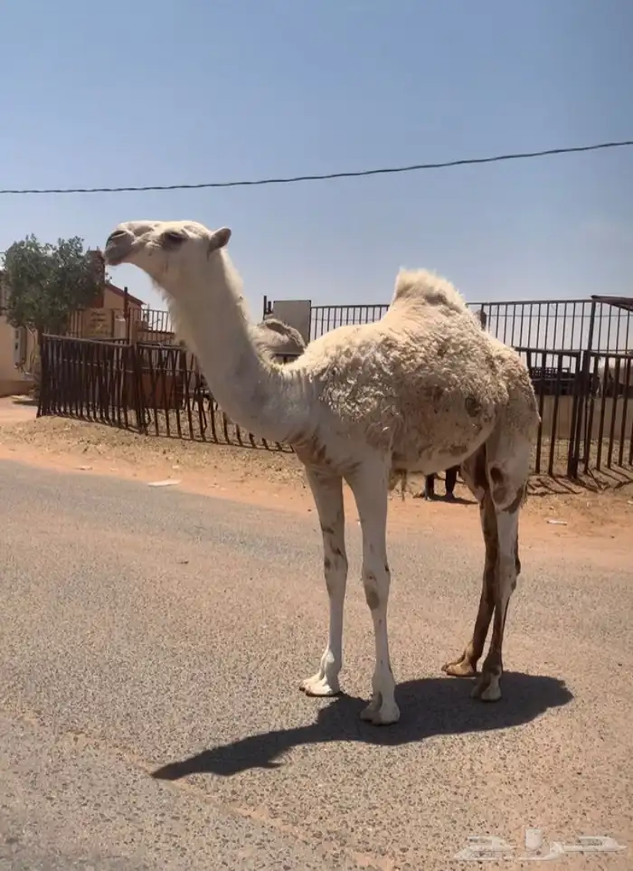 عشراء معها بكره تم البيع 2