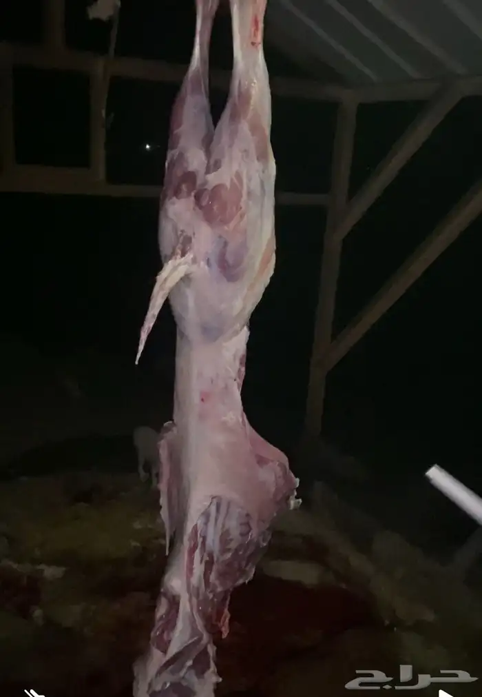 تيوس مغلقات 3