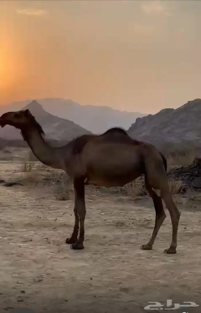 بكرا صفرا مجاهيم 0
