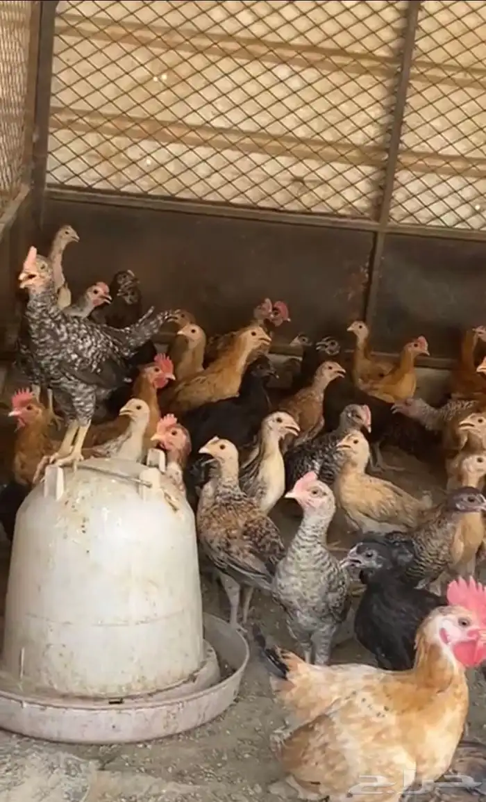 دجاج 0