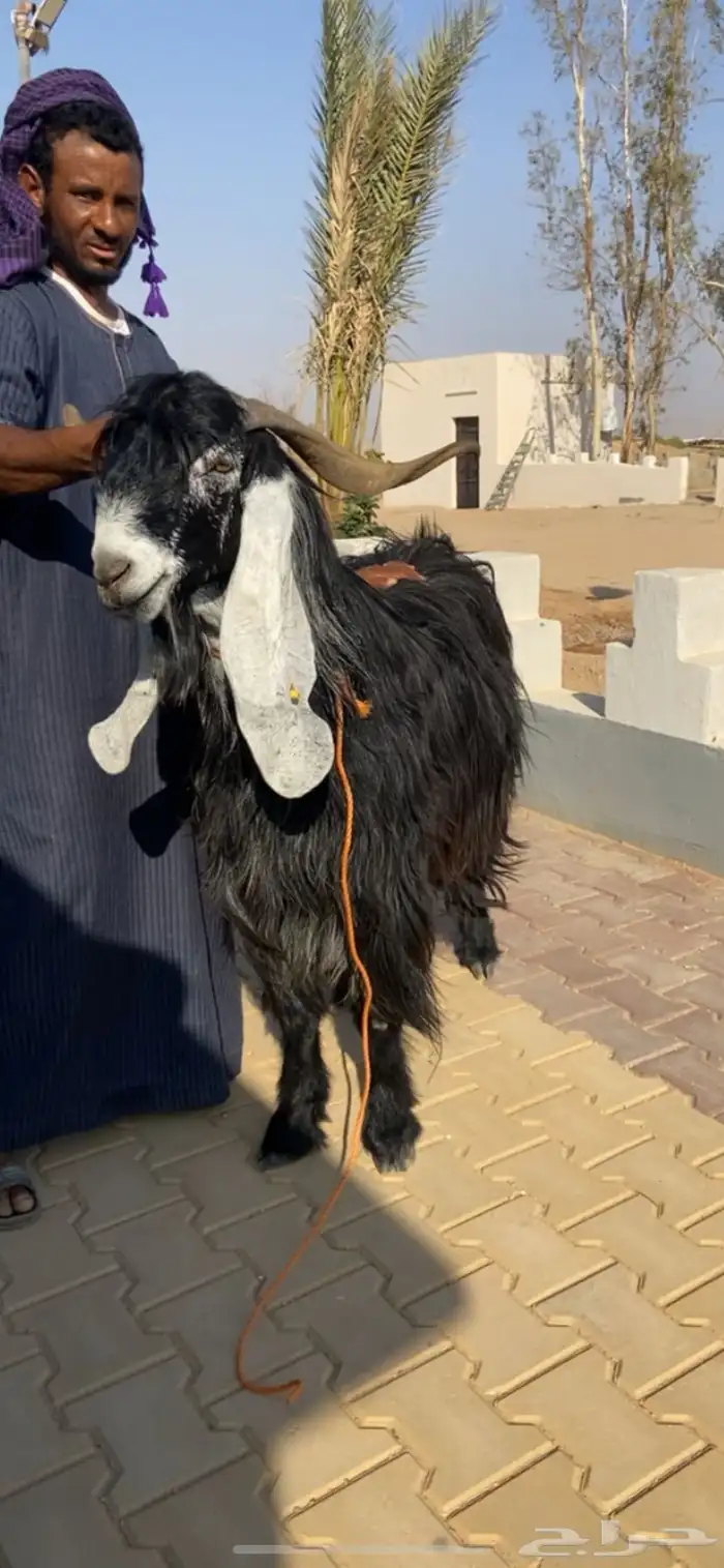 عارضي صنف فاخر 1