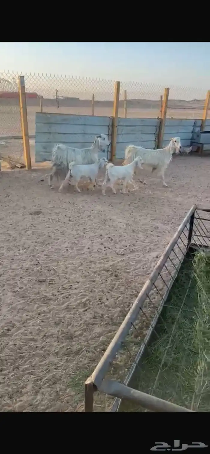 معزا 4