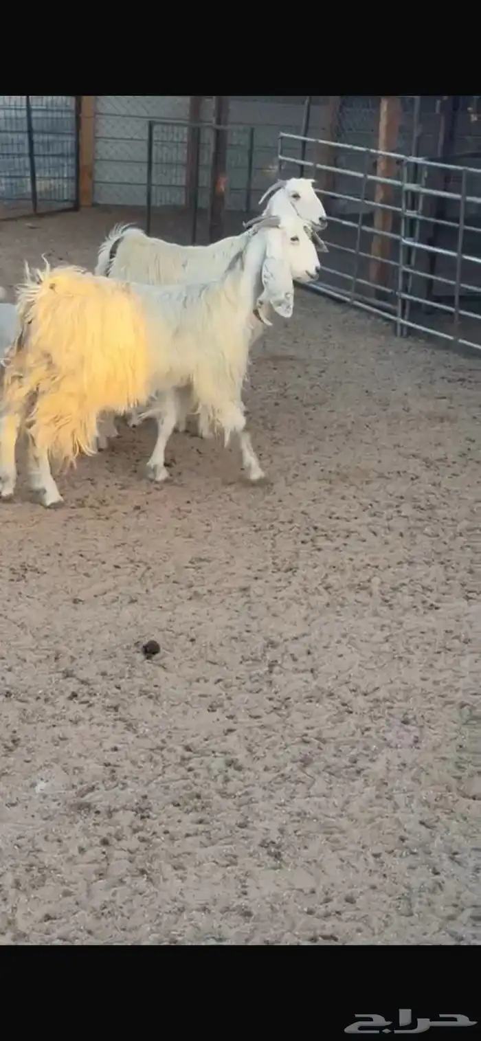 معزا 2
